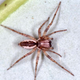 Philisca accentifera